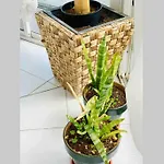Begonia Center 230 By Namaste Elite Апартаменты