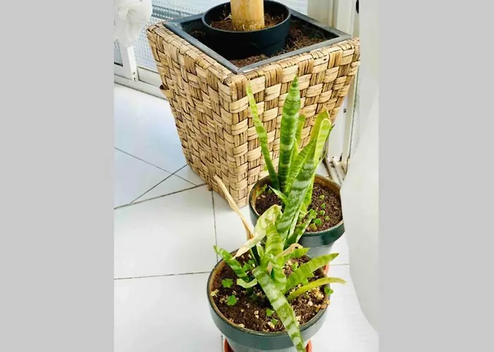 Begonia Center 230 By Namaste Elite Appartamento