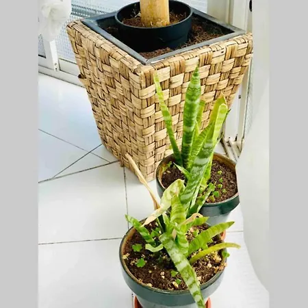 Begonia Center 230 By Namaste Elite Apartment